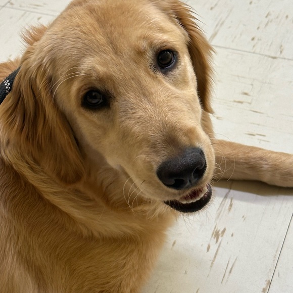 Meet your Posher, Marissa - Picture 1 of 1